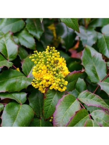 Maonia "Mahonia Aquifolium"...