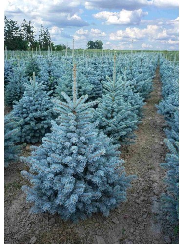 Abete blu pino argentato...