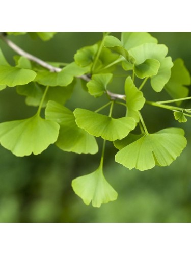 Ginkgo biloba pianta in...