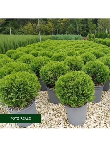 Thuja occidentalis "Danica"...