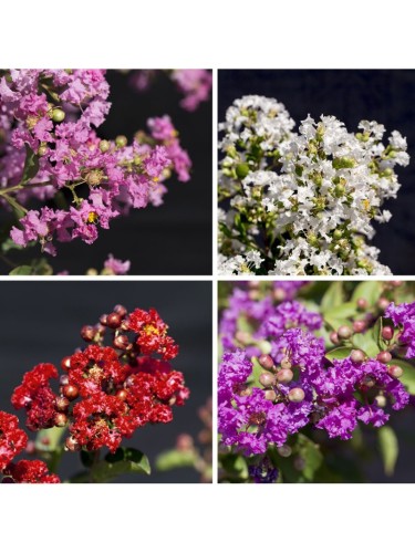 Lagerstroemia indica pianta...