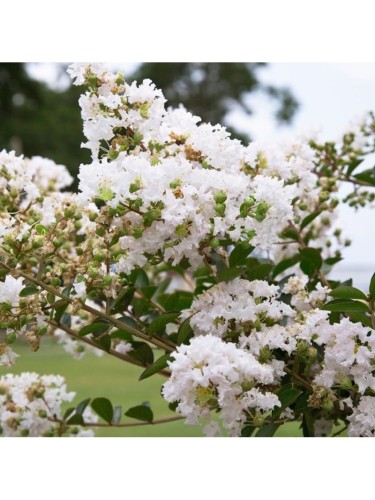 Lagerstroemia indica pianta...