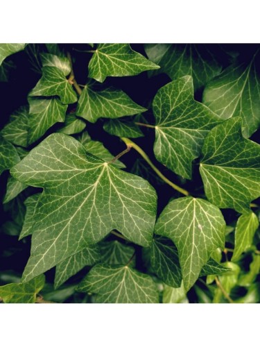 Edera comune "Hedera helix"...