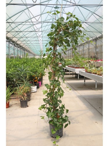 Edera comune "Hedera helix"...