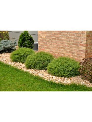 Thuja occidentalis "Mr....