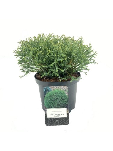 Thuja occidentalis "Mr....