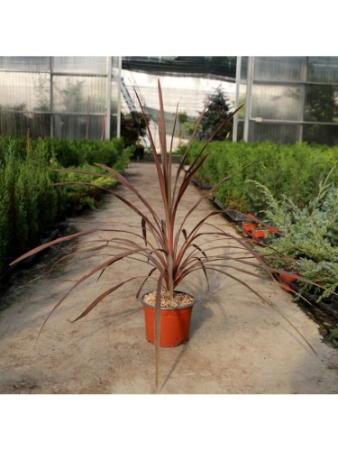 Dracena Dracaena "Indivisa...