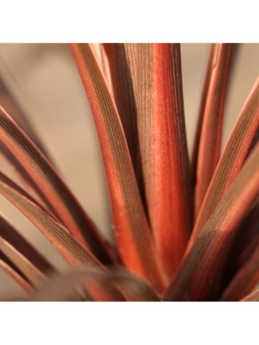 Dracena Dracaena "Indivisa...