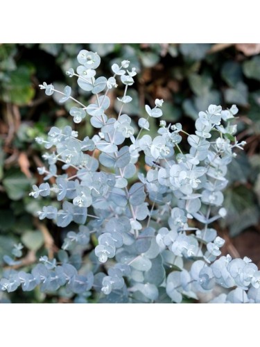 Eucalipto azura "Eucalyptus...
