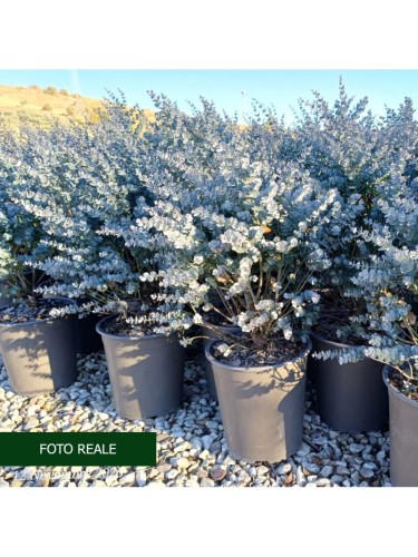 Eucalipto azura "Eucalyptus...