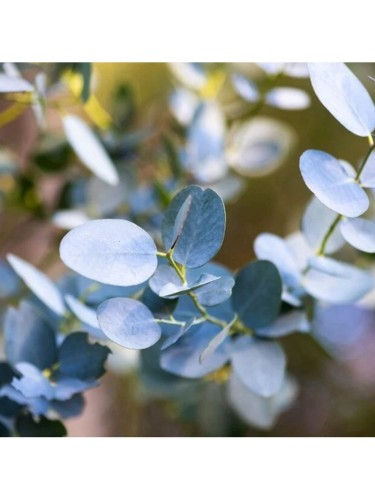 Eucalipto azura "Eucalyptus...