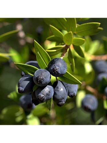 Mirto tarantino "Myrtus...