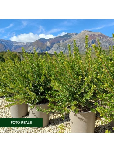 Mirto tarantino "Myrtus...