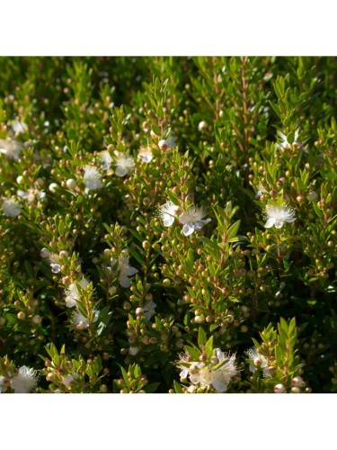 Mirto tarantino "Myrtus...