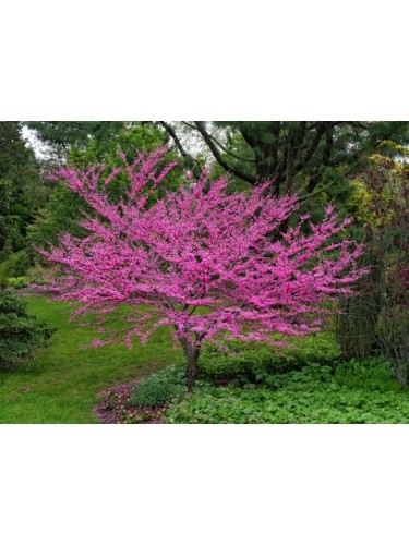 Cercis siliquastrum "Albero...