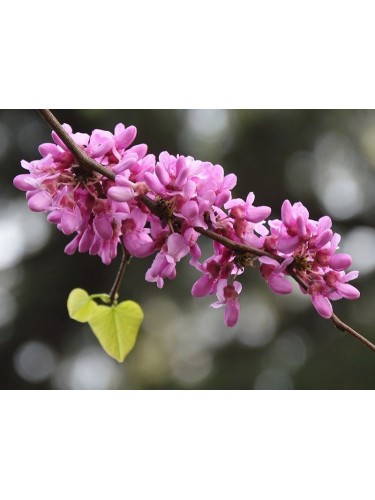 Cercis siliquastrum "Albero...