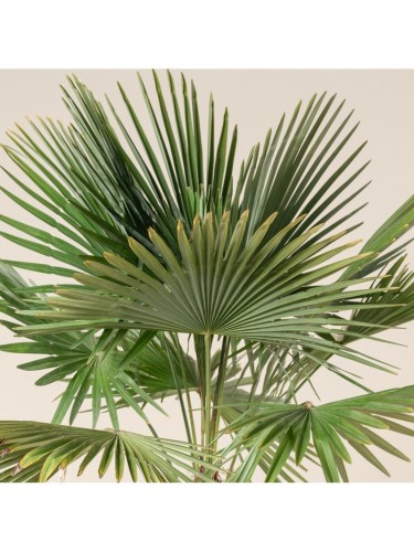 Palma cinese di Chusan...