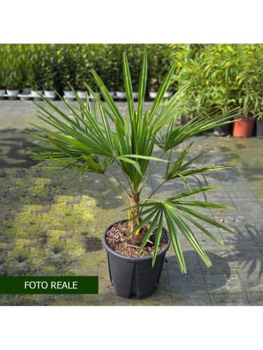 Palma cinese di Chusan...