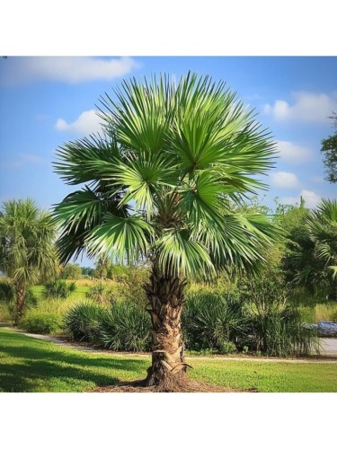 Palma cinese di Chusan...