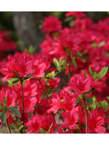 Azalea giapponese...