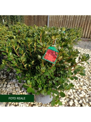 Azalea giapponese...