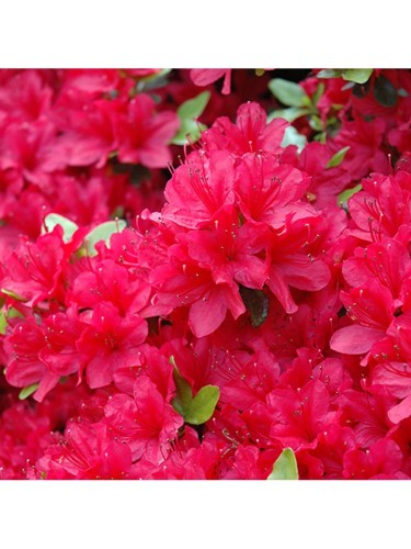 Azalea giapponese...