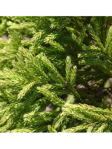 Cedro del Giappone...