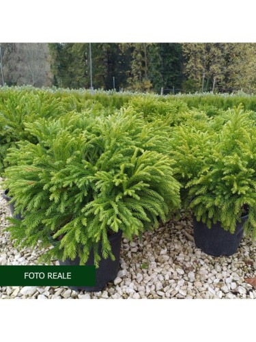 Cedro del Giappone...