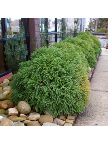 Cedro del Giappone...