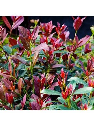 Viburno dolce "Viburnum...