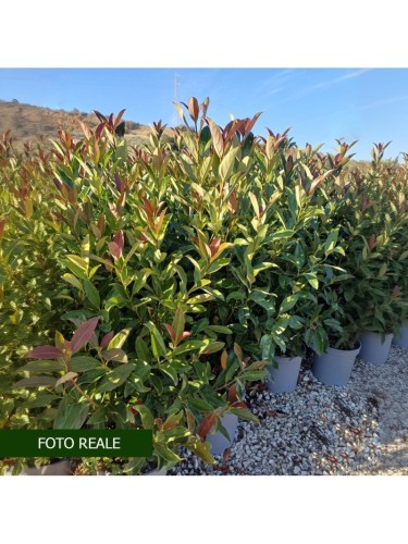 Viburno dolce "Viburnum...