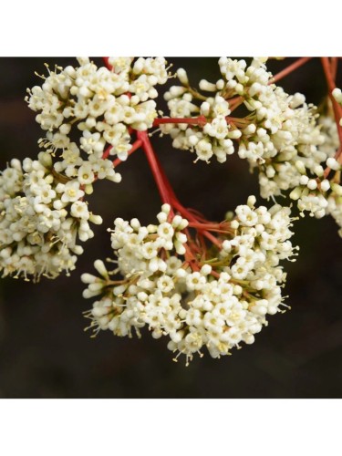 Viburno dolce "Viburnum...