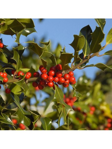 Agrifoglio "Ilex aquifolium...
