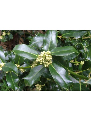 Agrifoglio "Ilex aquifolium...