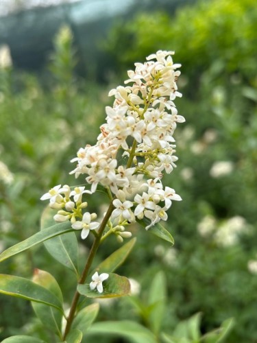 Ligustro comune "Ligustrum...