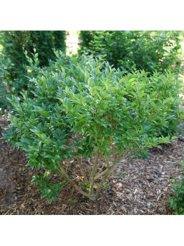 Ligustro comune "Ligustrum...
