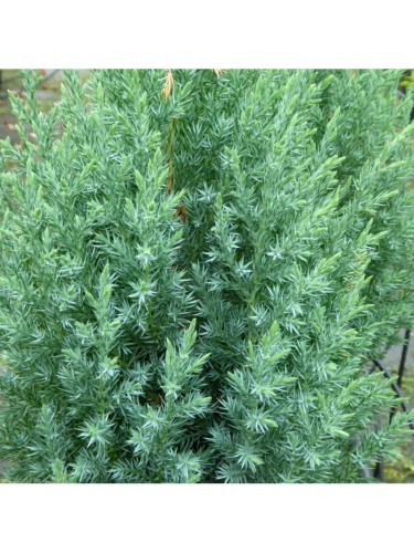 Ginepro cinese "Juniperus...