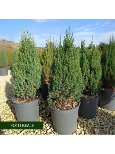 Ginepro cinese "Juniperus...