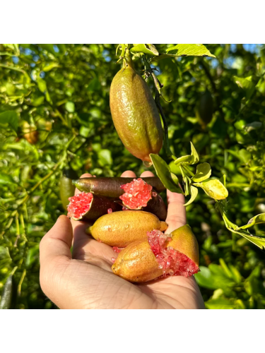 Limone Caviale "Citrus...