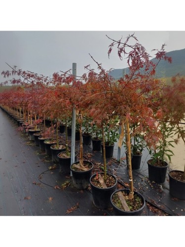 Acero rosso giapponese...