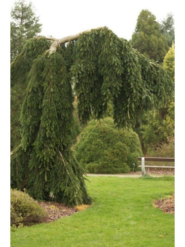 Abete del Caucaso "Abies...