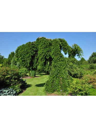 Abete del Caucaso "Abies...