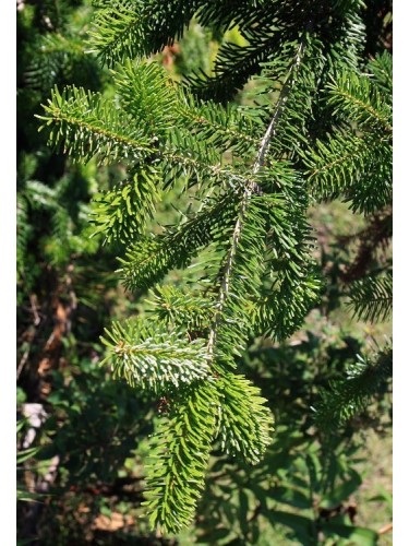 Abete del Caucaso "Abies...