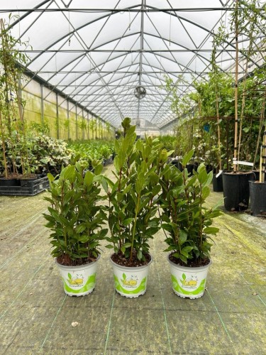 Alloro di Grottammare...