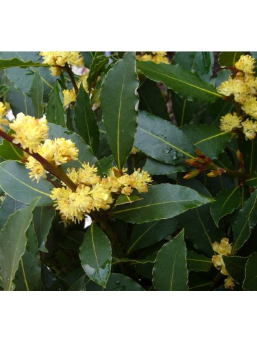 Alloro di Grottammare...