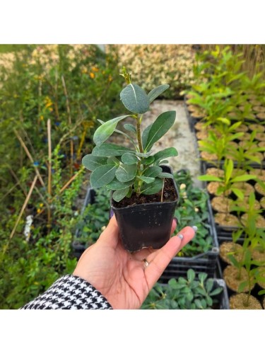 Pitosforo "Pittosporum...