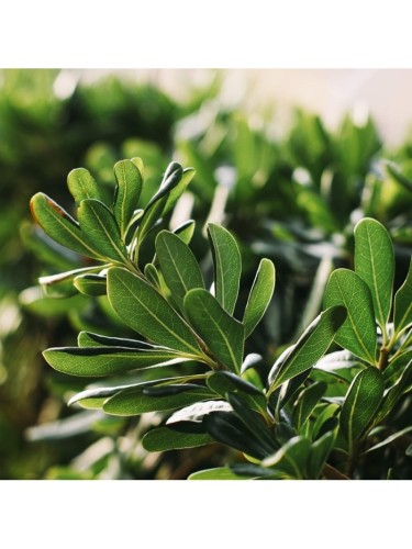 Pitosforo "Pittosporum...