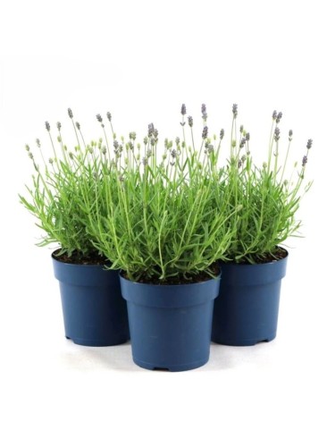 Lavanda "Lavandula...