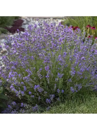 Lavanda "Lavandula...