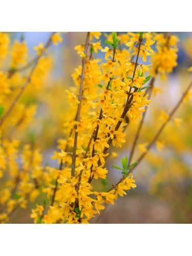 Gelsomino giallo "Jasminum...